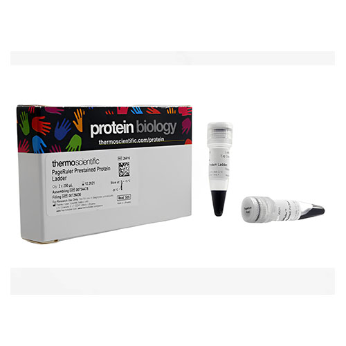 预染蛋白Ladder(10-180kDa) Thermo Scientific™ PageRuler™ Prestained Protein Ladder, 10 to 180 kDa